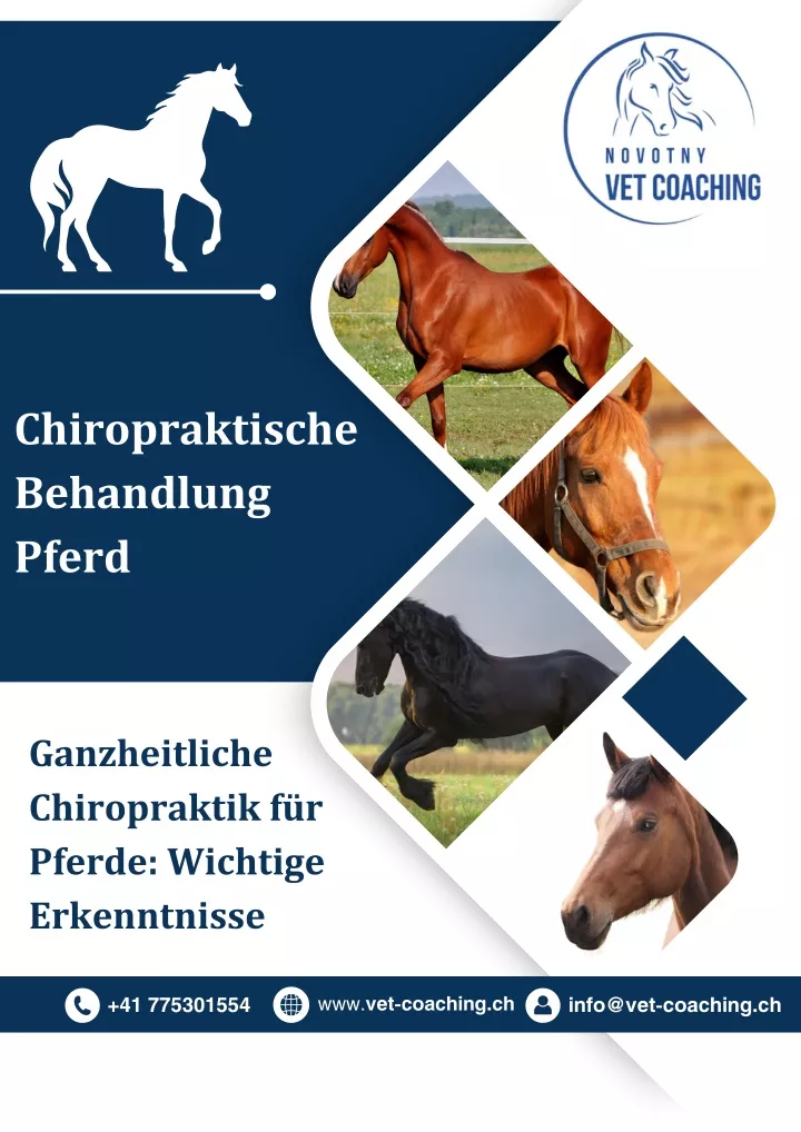 chiropraktische behandlung pferd