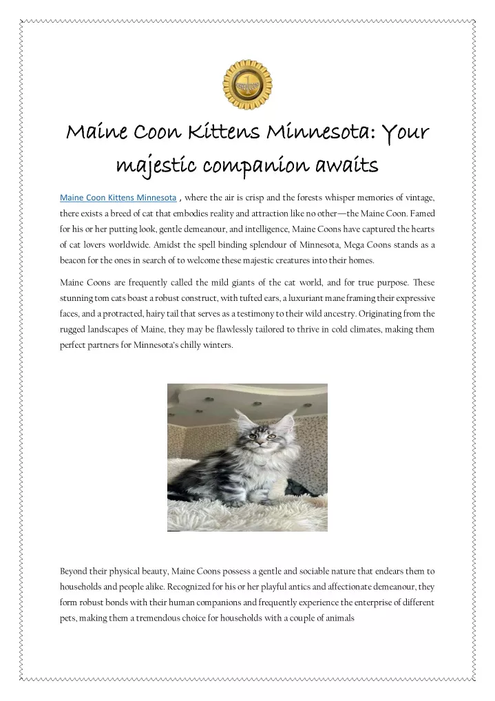 maine coon kittens minnesota your maine coon