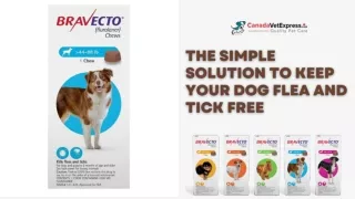 Bravecto: The Easy Chew That Keeps Fleas and Ticks Away