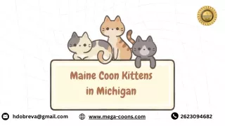 Maine Coon Kittens Michigan 