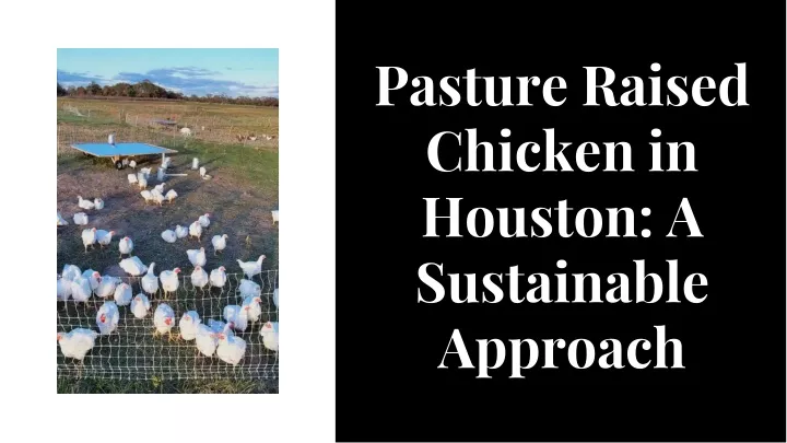 pasture raised chicken in houston a sustainable