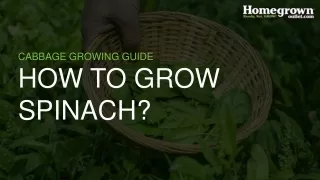 how to grow spinach