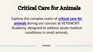 critical care for animals