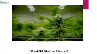 THC and CBD - What is the Difference