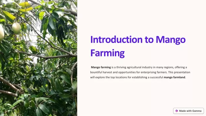 introduction to mango farming