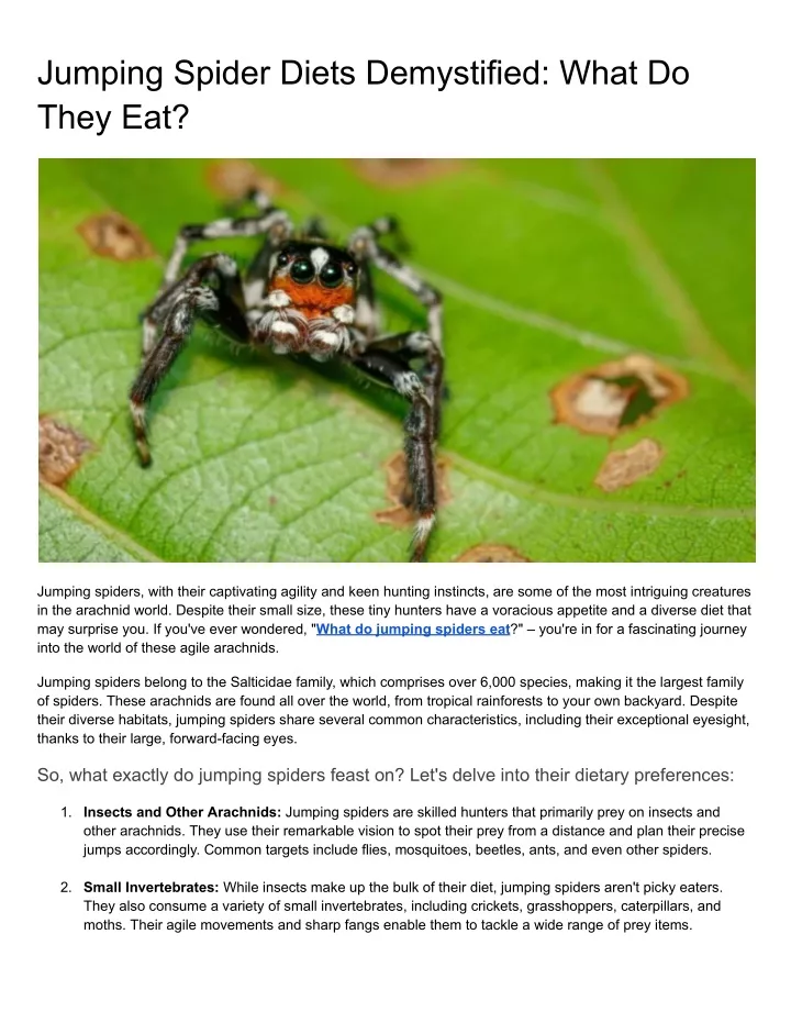 jumping spider diets demystified what do they eat