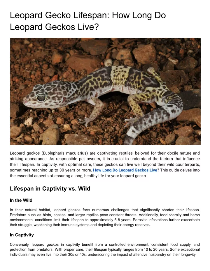 leopard gecko lifespan how long do leopard geckos