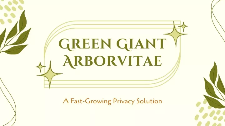 green giant arborvitae