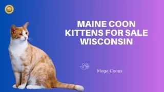 Maine Coon Kittens for Sale Wisconsin 