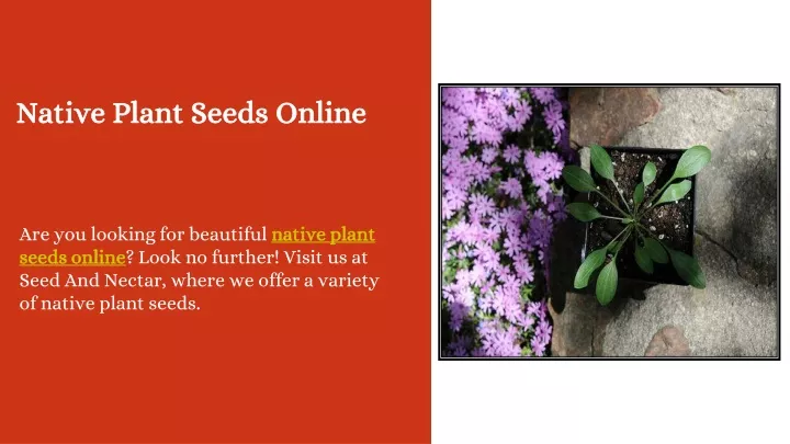 native plant seeds online