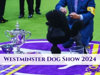 Scenes from the Westminster Dog Show 2024