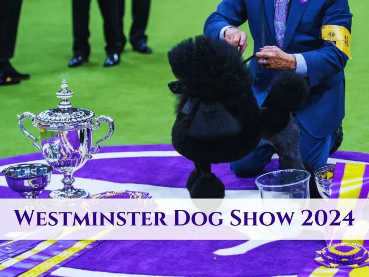 scenes from the westminster dog show