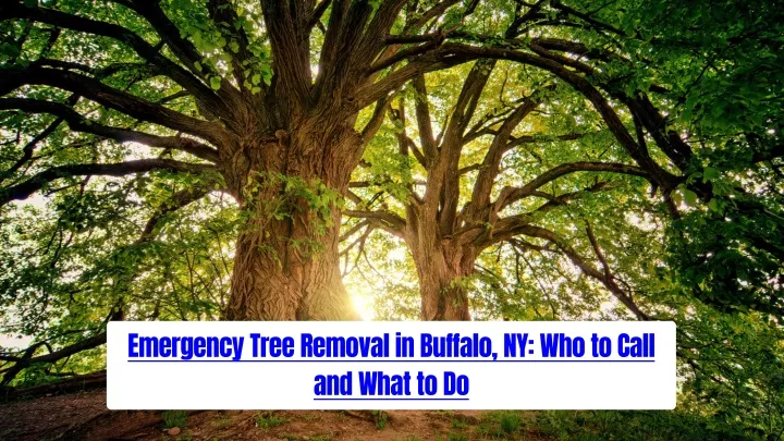 emergency tree removal in buffalo ny who to call