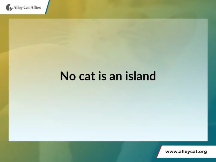 no cat is an island