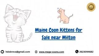 Maine Coon Kittens for Sale Near Me: Find Your Gentle Maine Coon in the US