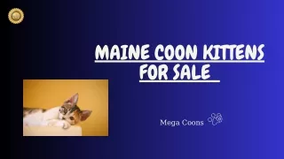 Maine Coon Kittens for Sale: Gentle Giants Await at Mega Coons