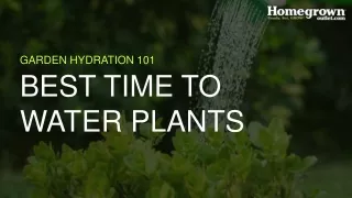 Best time to water garden