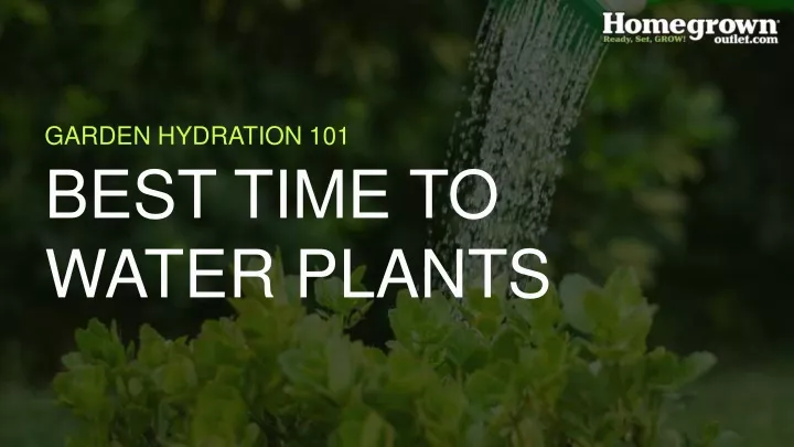 garden hydration 101