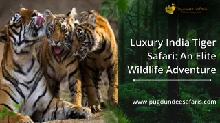 Luxury India Tiger Safari An Elite Wildlife Adventure