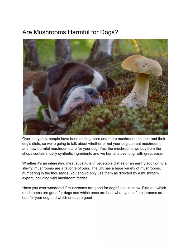 are mushrooms harmful for dogs