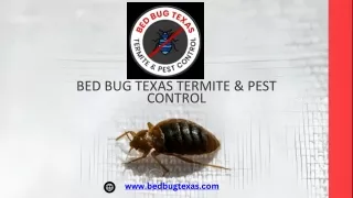 Pest Control Service The Woodlands