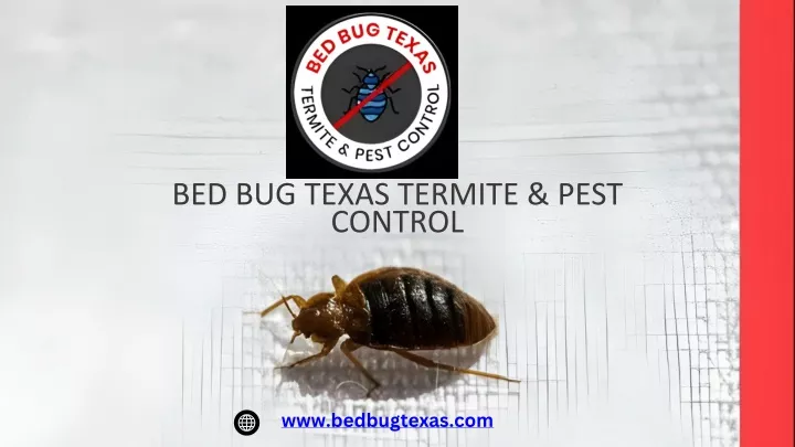 bed bug texas termite pest control