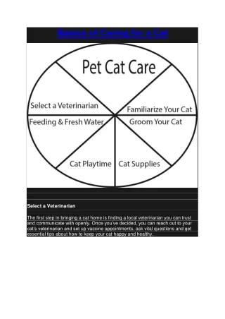 Basics of Caring for a Cat