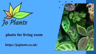 Premium Decorative Plants For Your Living Room - Jo Plants