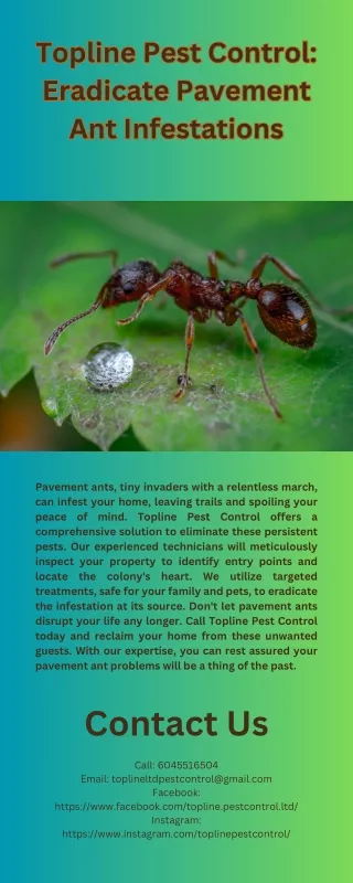 Topline Pest Control Eradicate Pavement Ant Infestations