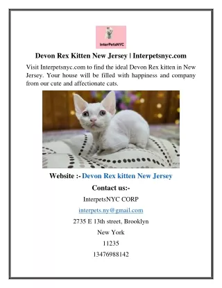 Devon Rex Kitten New Jersey  Interpetsnyc