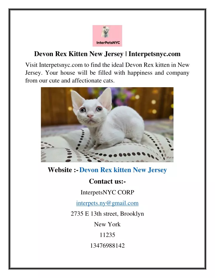 devon rex kitten new jersey interpetsnyc com