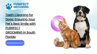 Teeth Cleaning for Dogs: Ensuring Your Pet’s Best Smile with PURRFECT GROOMING i