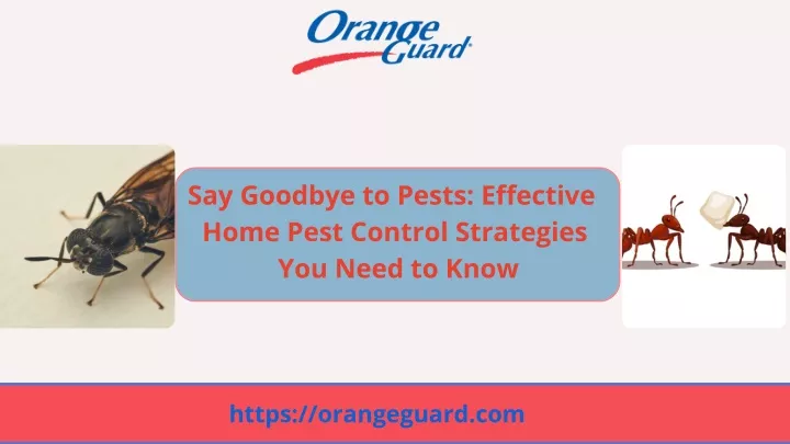 say goodbye to pests effective home pest control