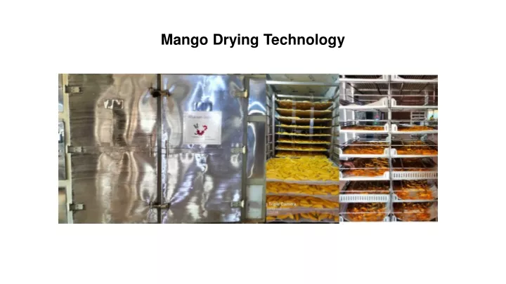 mango drying technology