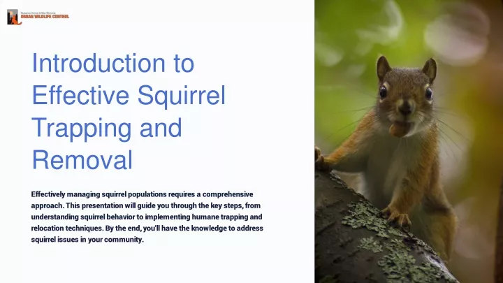 introduction to effective squirrel trapping