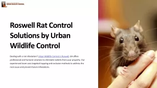 Get Rid of Rats for Good: Roswell Rat Control Solutions