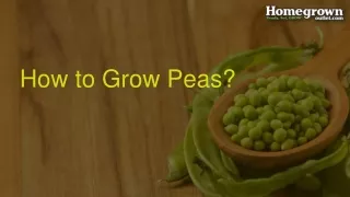 How to Grow Peas?