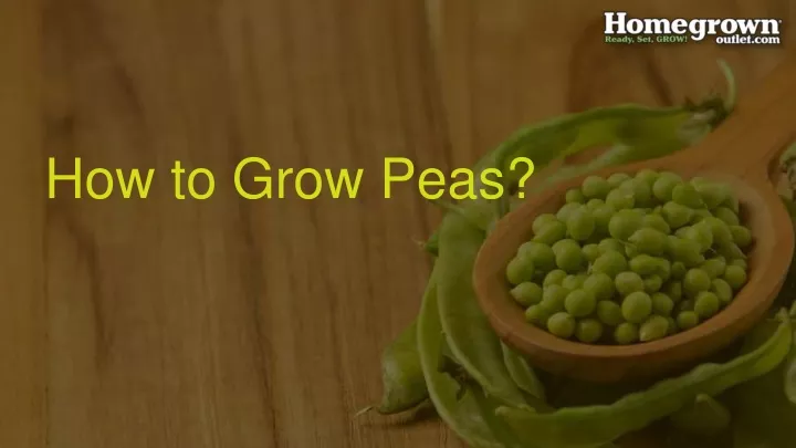 how to grow peas