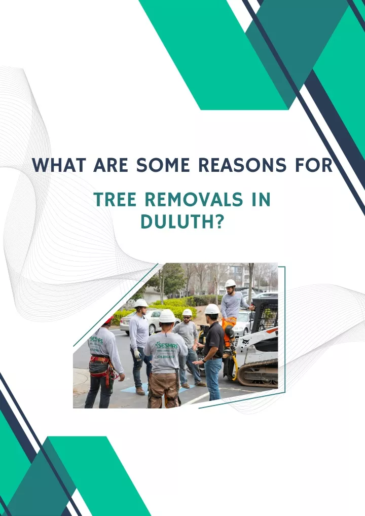 what are some reasons for tree removals in duluth