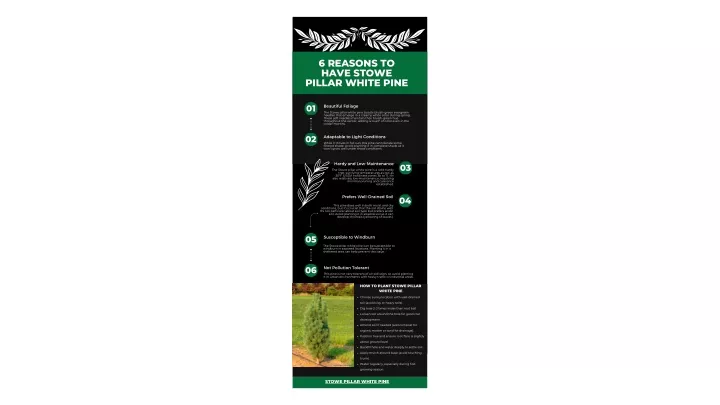 6 reasons to have stowe pillar white pine