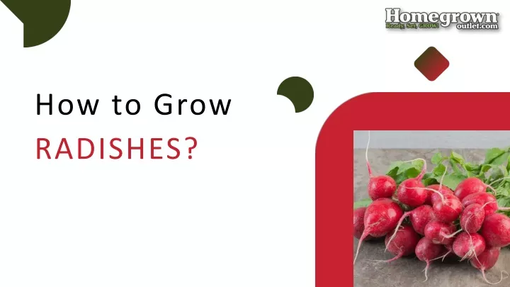 how to grow radishes