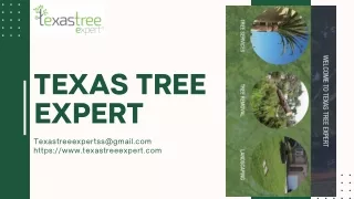 Tree removal in Houston-Texas Tree Expert