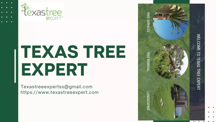 texas tree expert