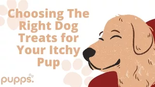 Choosing the Right Dog Treats for Your Itchy Pup