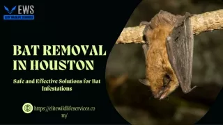 Bat Removal in Houston Safe and Effective Solutions for Bat Infestations