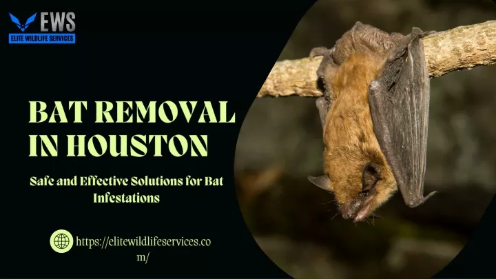 bat removal in houston