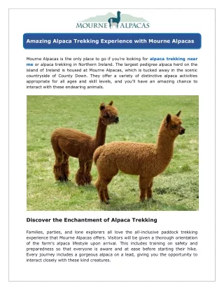 Amazing Alpaca Trekking Experience with Mourne Alpacas