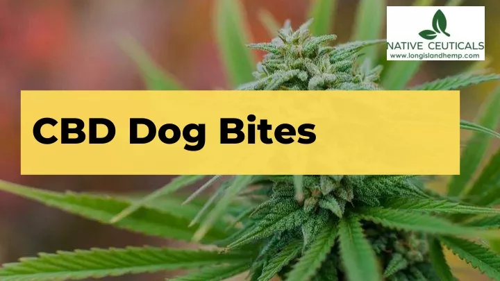 cbd dog bites