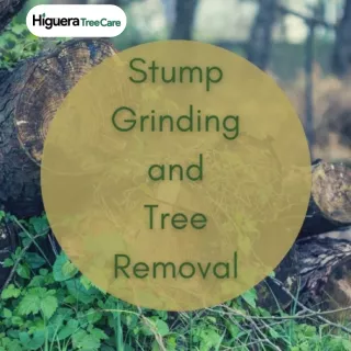 Expert Tree Removal and Stump Grinding Services in San Diego