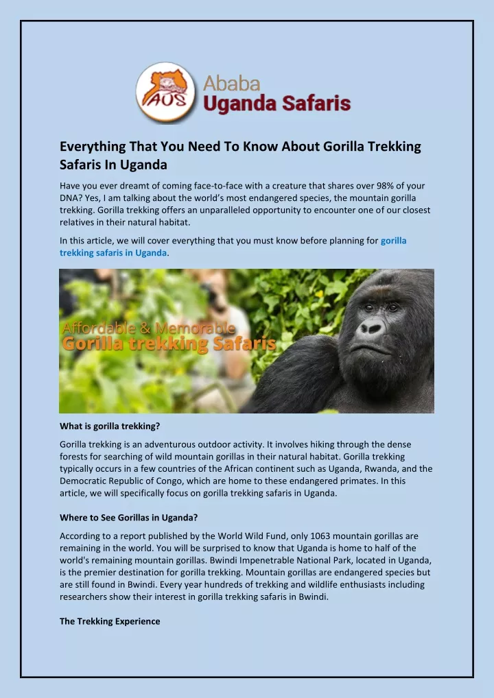 everything that you need to know about gorilla